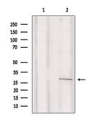 C/EBP delta/epsilon Antibody in Western Blot (WB)