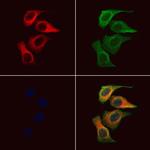 Ephrin B3 Antibody in Immunocytochemistry (ICC/IF)