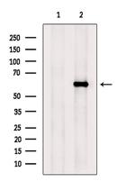 Ephrin B3 Antibody in Western Blot (WB)