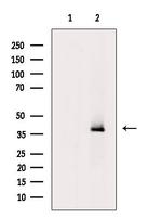 GPR41 Antibody in Western Blot (WB)
