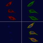 GRAP Antibody in Immunocytochemistry (ICC/IF)