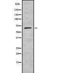 GRB10 Antibody in Western Blot (WB)