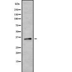 HEY2 Antibody in Western Blot (WB)