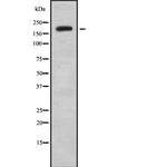 KIF13B Antibody in Western Blot (WB)