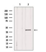 DUSP4 Antibody in Western Blot (WB)