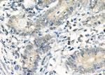 DUSP4 Antibody in Immunohistochemistry (Paraffin) (IHC (P))