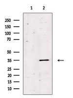 OR13C8 Antibody in Western Blot (WB)