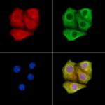 A26C2/A26C3 Antibody in Immunocytochemistry (ICC/IF)