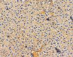 RAB3IP Antibody in Immunohistochemistry (Paraffin) (IHC (P))