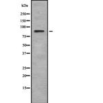 RSK4 Antibody in Western Blot (WB)