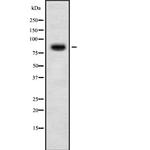 EVER2 Antibody in Western Blot (WB)