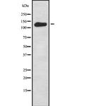 WDHD1 Antibody in Western Blot (WB)