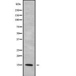 HEN2 Antibody in Western Blot (WB)