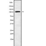 LARP2 Antibody in Western Blot (WB)