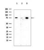 Cytomegalovirus UL97 Antibody in Western Blot (WB)