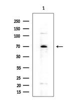 Cytomegalovirus UL97 Antibody in Western Blot (WB)