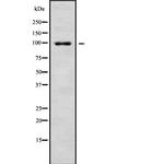 ZNF786 Antibody in Western Blot (WB)