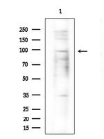 ZNF786 Antibody in Western Blot (WB)