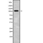 FBF1 Antibody in Western Blot (WB)