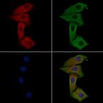 IFN Omega Antibody in Immunocytochemistry (ICC/IF)