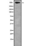 Kalirin Antibody in Western Blot (WB)