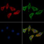 LILRB5 Antibody in Immunocytochemistry (ICC/IF)