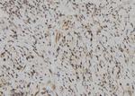 LILRB5 Antibody in Immunohistochemistry (Paraffin) (IHC (P))