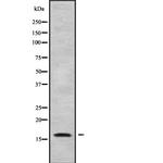 HBQ1 Antibody in Western Blot (WB)