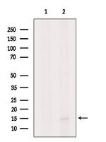 CXCL17 Antibody in Western Blot (WB)