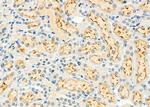 LINGO2 Antibody in Immunohistochemistry (Paraffin) (IHC (P))