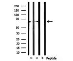 LINGO2 Antibody in Western Blot (WB)