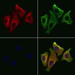 CREG1 Antibody in Immunocytochemistry (ICC/IF)