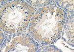 CREG1 Antibody in Immunohistochemistry (Paraffin) (IHC (P))