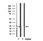 CREG1 Antibody in Western Blot (WB)