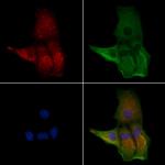 HTR3C Antibody in Immunocytochemistry (ICC/IF)