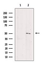 HTR3C Antibody in Western Blot (WB)