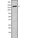 BAI2 Antibody in Western Blot (WB)