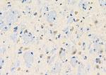 BAI3 Antibody in Immunohistochemistry (Paraffin) (IHC (P))