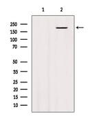 BAI3 Antibody in Western Blot (WB)