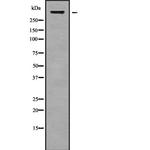 CELSR1 Antibody in Western Blot (WB)