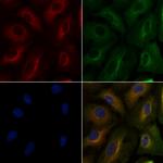 PTGER1 Antibody in Immunocytochemistry (ICC/IF)