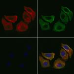 PTGER1 Antibody in Immunocytochemistry (ICC/IF)