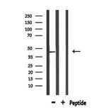 PTGER1 Antibody in Western Blot (WB)