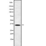 OR13J1 Antibody in Western Blot (WB)