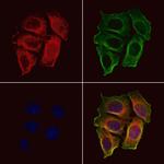 OR52E6/OR52E8 Antibody in Immunocytochemistry (ICC/IF)