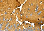 OR52E6/OR52E8 Antibody in Immunohistochemistry (Paraffin) (IHC (P))