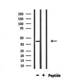 Opsin Blue Antibody in Western Blot (WB)