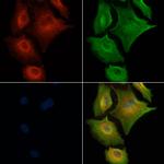 OR1E2 Antibody in Immunocytochemistry (ICC/IF)