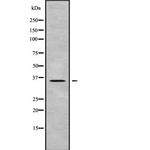 OR2L13 Antibody in Western Blot (WB)