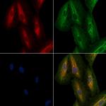 OR2T4 Antibody in Immunocytochemistry (ICC/IF)